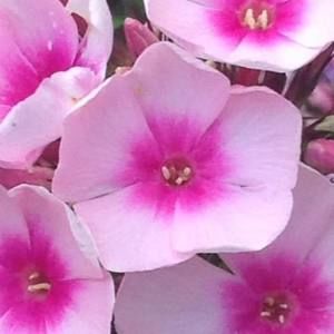 Meet your Posher, Norma